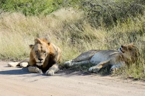 Lions, réserve d'Ebandla - Afrique du Sud