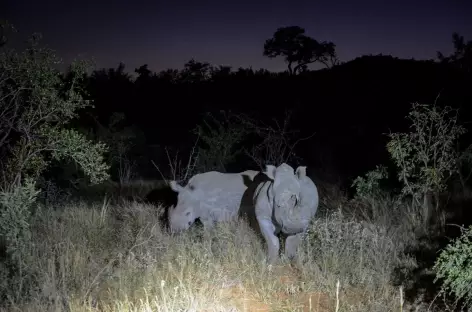 Observation des rhinocéros blancs en safari nocturne - Afrique du Sud