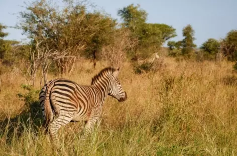Zèbre dans le parc Kruger - Afrique du Sud