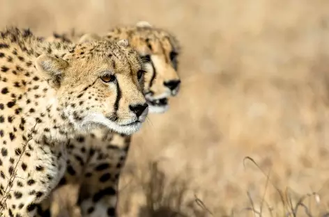 Guépards, Parc national Kruger - Afrique du Sud - 