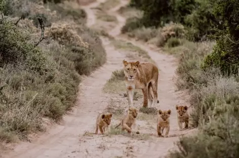 Famille Lion - Afrique du Sud - 