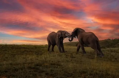 Elephants, Amakhala Game Reserve - Afrique du Sud - 