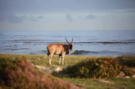 L'Eland du cap, symbole de la région - Afrique du Sud - 
