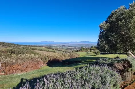 Vignobles proche du Cap - Afrique du Sud - 