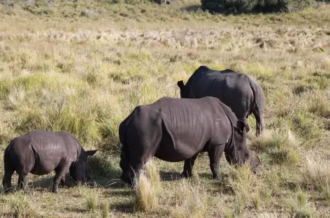 Famille rhinocéros à Isimangaliso - Afrique du Sud - 