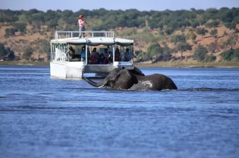 Excursion en bateau sur la rivière Chobe - Botswana