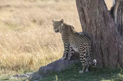 Léopard à l'affût, , Parc national de Chobe - Botswana