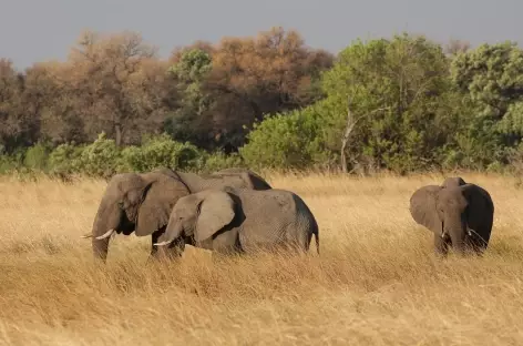 Eléphants, Réserve de Moremi - Botswana