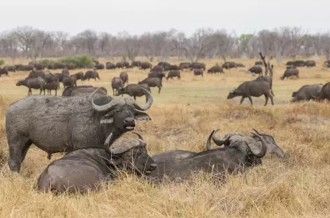 Troupeau de buffles, Réserve de Moremi - Botswana