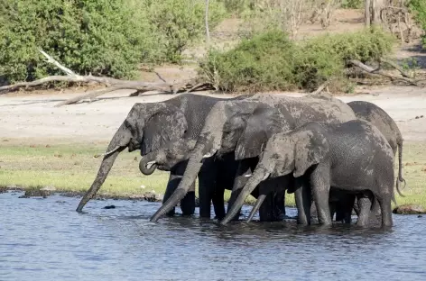 Eléphants à la rivière Chobe - Bostswana