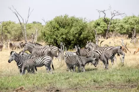 Zèbres dans la Réserve de Moremi - Botswana