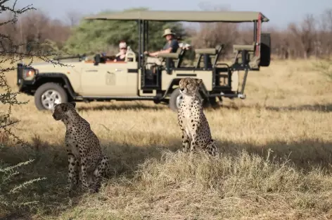 Guépards au cours de notre safari - Botswana