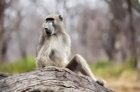 Safari > Moremi (secteur de Xakanaxa), bateau > delta de l’Okavango