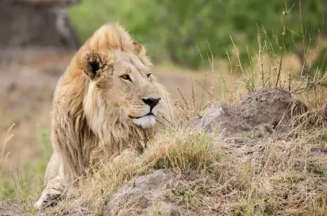 Lion - Botswana