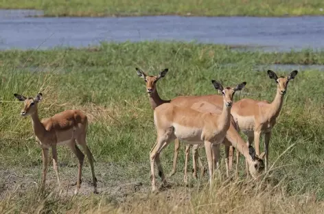 Impalas - Botswana