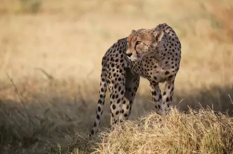 Guépard à l’affût, Réserve de Savuti - Botswana