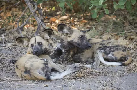 Troupeau de lycaons, Réserve de Moremi - Botswana