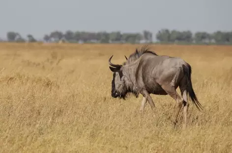 Gnou dans la savane, Parc national de Chobe - Botswana