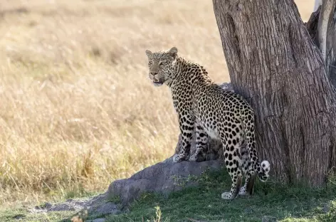 Léopard à l'affut, Réserve de Moremi - Botswana