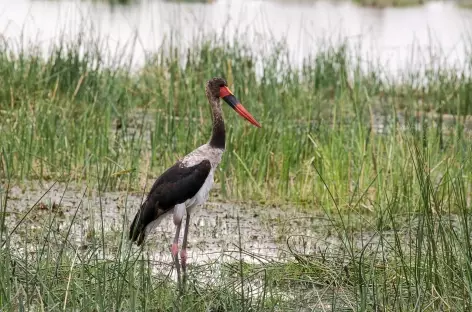 Jaribu - Botswana