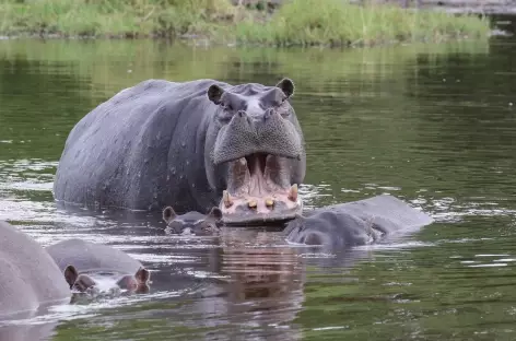 Hippopotames dans la rivière Khwai, Réserve de Moremi - Botswana