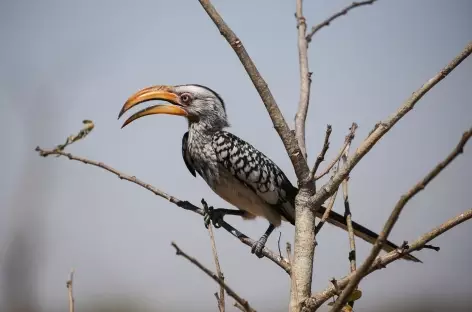 Calao terrestre - Botswana