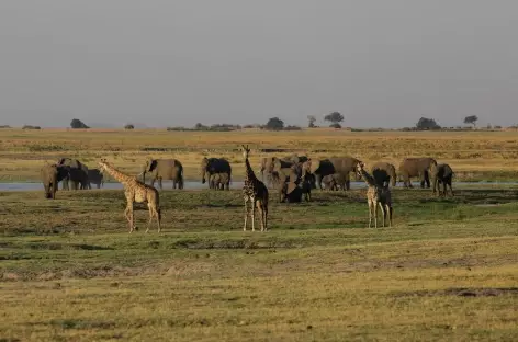 Eléphants et girafes, Parc national de Chobe - Botswana