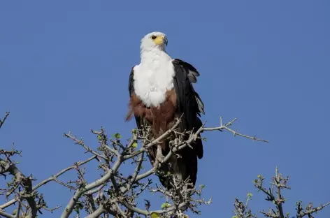 Aigle pêcheur, Parc national de Chobe - Botswana