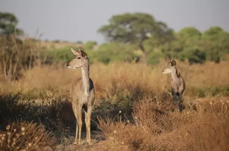 Deux grand koudous femelles, Parc national de Chobe - Botswana