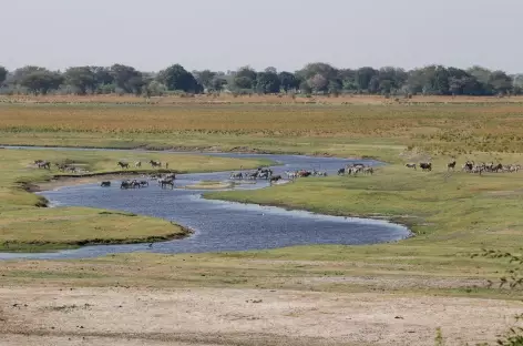 Rivière Chobe - Botswana