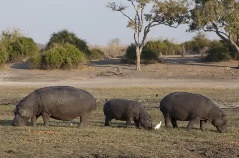 Hippopotames sur les rives de la rivière Chobe - Botswana