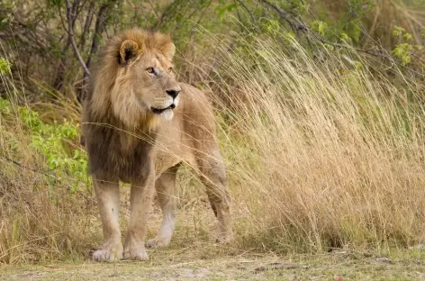 Lion à l'affut dans la Réserve Moremi - Botswana - 