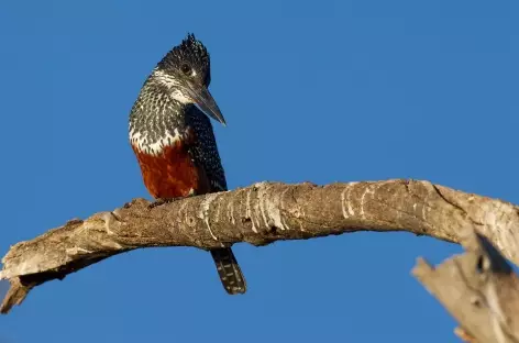 Observation d'oiseaux dans le Parc National de Chobe - Botswana - 