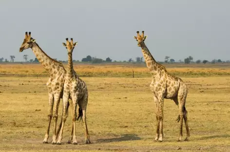 Girafes intriguées dans le Parc National de Chobe - Botswana - 