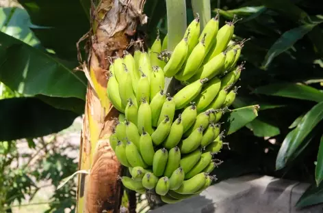Régime de bananes le long des sentiers de Santo Antão - Cap-Vert