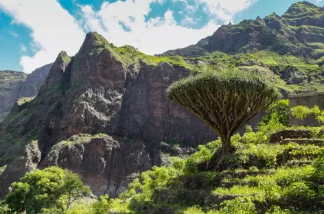 Dragonnier, vallée de Chã de Pedras, Santo Antão - Cap-Vert