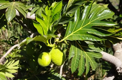 Arbre à pain - Cap-Vert