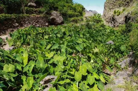 Randonnée dans la vallée de Chã de Pedras, Santo Antão - Cap-Vert