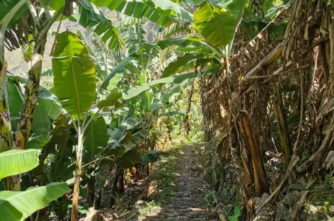 Marche à travers les bananeraies - Cap-Vert