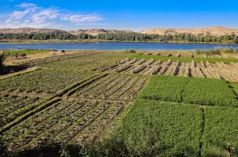 Jardins sur l’île de Basawa