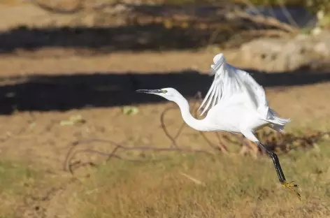 Aigrette, village d’El Kobanya