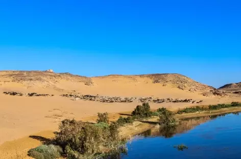 Troupeau de chèvres dans l’anse d’El Khour