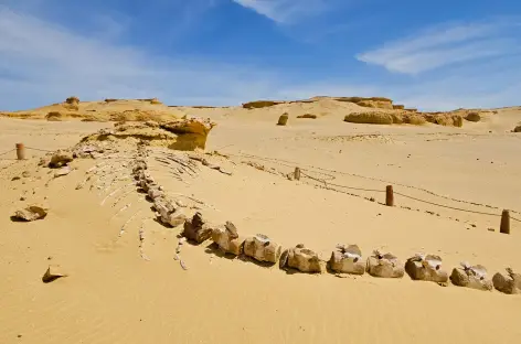 Wadi el Hitan - Egypte