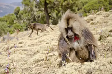 Babouins geladas, montagnes du Simien - Ethiopie