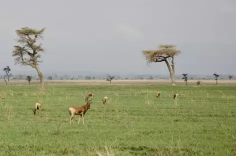 Bubales de Swayne, réserve de Senkele - Ethiopie