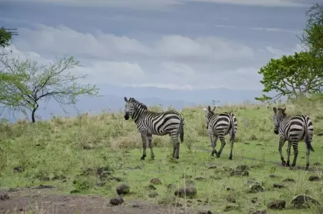 Zèbres dans le Parc national de Nechisar, lac Chamo, Vallée de l'Omo - Ethiopie