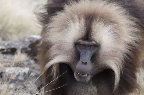 Babouins gelala, massif du Simien - Ethiopie