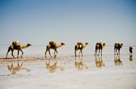 Caravanes de sel, dépression du Danakil