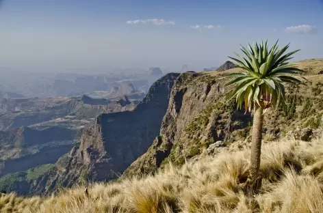 Montagnes du Simien, entre Sankaber et la cascade de Jinbar - Ethiopie