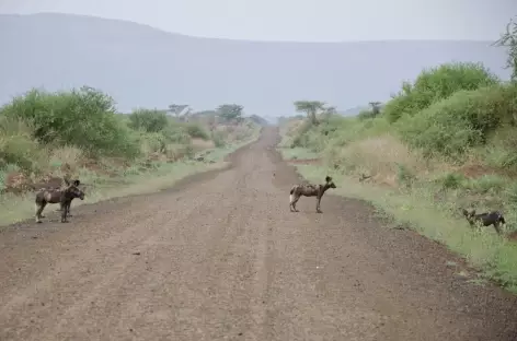 Lycaon, ou chien africain, à l’entrée du Parc national de Mago, Vallée de l'Omo - Ethiopie